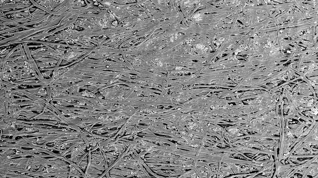 扫描电镜在造纸工业中的综合应用(图2) 扫描电镜在造纸工业中的综合应用(图2)