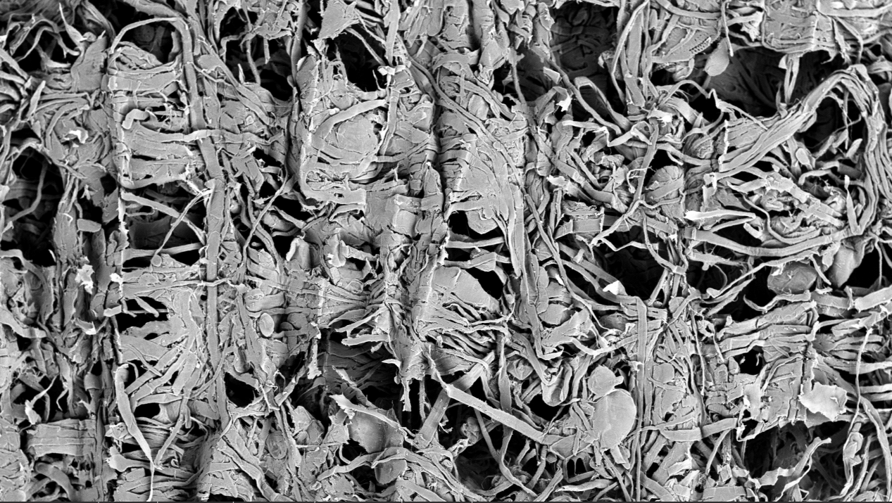 扫描电镜在造纸工业中的综合应用(图4) 扫描电镜在造纸工业中的综合应用(图4)