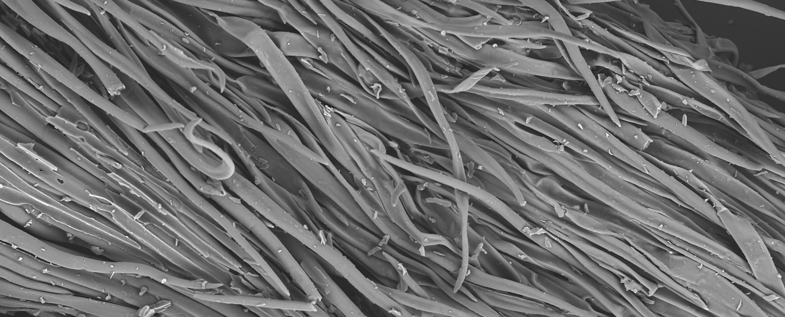 扫描电镜在茶叶品种鉴定与起源研究中的应用