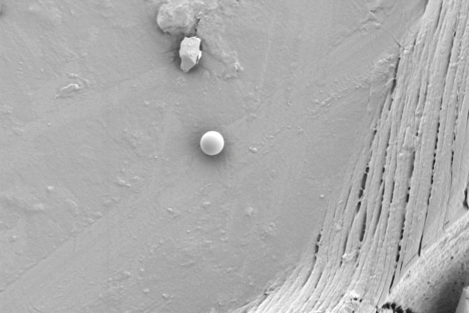 扫描电镜在药品研发与质量控制中的应用(图3) 扫描电镜在药品研发与质量控制中的应用(图3)